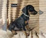 Small #6 Doberman Pinscher