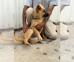 Small #1 Chow Chow Mix