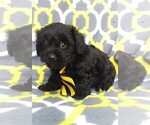 Small Photo #2 Poodle (Toy)-Yorkshire Terrier Mix Puppy For Sale in LANCASTER, PA, USA