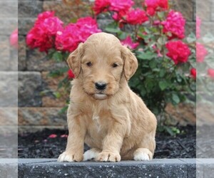 Goldendoodle-Poodle (Standard) Mix Puppy for sale in HONEY BROOK, PA, USA