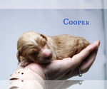 Small Photo #7 Goldendoodle Puppy For Sale in MIDDLESEX, NC, USA