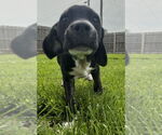 Small #1 Huskies -Labrador Retriever Mix