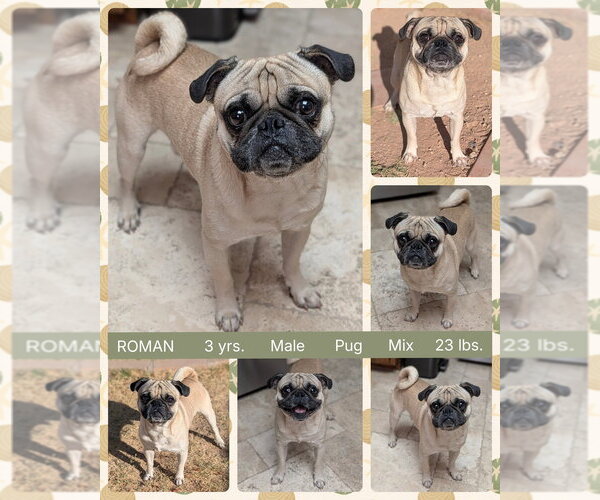 Medium Photo #1 Pug Puppy For Sale in Mesa, AZ, USA
