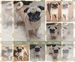Small Pug