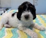 Small Photo #3 Aussiedoodle Miniature  Puppy For Sale in AMELIA, OH, USA