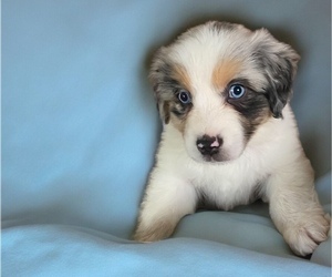 Miniature American Shepherd Puppy for sale in PLACERVILLE, CA, USA