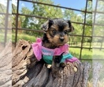 Small #11 Yorkshire Terrier