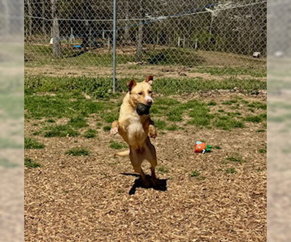 Medium Photo #3 Labrador Retriever-Unknown Mix Puppy For Sale in Sparta, TN, USA