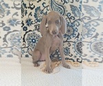 Small Photo #15 Weimaraner Puppy For Sale in LEWISBURG, KY, USA