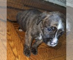 Puppy Puppy 4 American Staffordshire Terrier