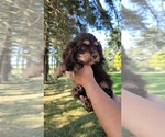 Small Photo #19 Cocker Spaniel Puppy For Sale in WITHEE, WI, USA