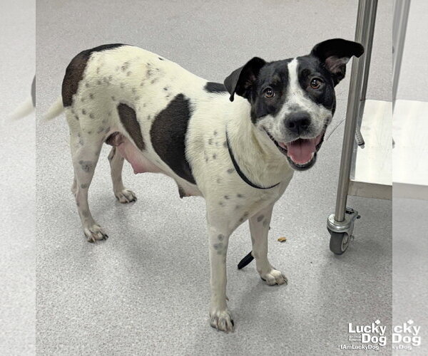 Medium Photo #2 Lab-Pointer Puppy For Sale in Washington, DC, USA