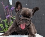 Small Photo #25 French Bulldog Puppy For Sale in GOSHEN, IN, USA