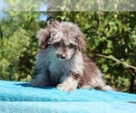 Small #18 ShihPoo