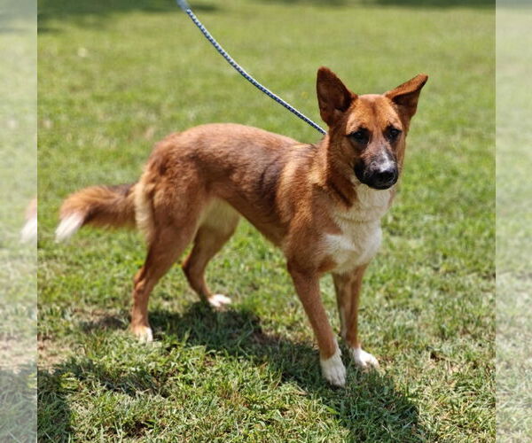 Medium Photo #7 Border Collie Puppy For Sale in Talladega, AL, USA