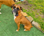 Small #1 Boxer