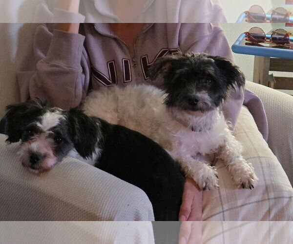 Medium Photo #4 Havanese Puppy For Sale in Sioux Falls, SD, USA