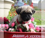 Small Photo #4 Pug Puppy For Sale in CHARLOTT HALL, MD, USA