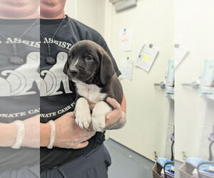 Beagle Dogs for adoption in Evansville, IN, USA