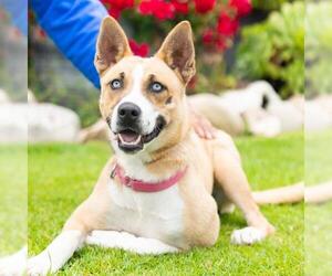Siberian Husky-Unknown Mix Dogs for adoption in Camarillo, CA, USA