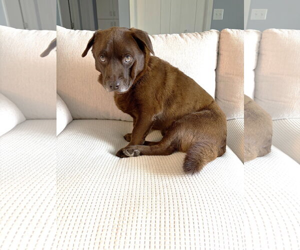 Medium Photo #1 Mutt Puppy For Sale in St. Louis Park, MN, USA