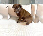 Small Mutt