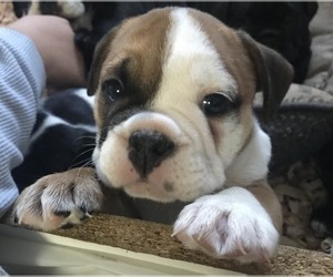 Bulldog Puppy for sale in LAKESIDE, CA, USA