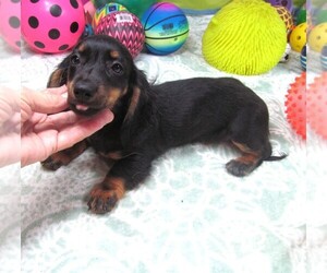 Dachshund Puppy for sale in RATTAN, OK, USA