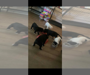 Dachshund-Labrador Retriever Mix Puppy for sale in PALM BAY, FL, USA