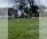 Image preview for Ad Listing. Nickname: Litter of 9