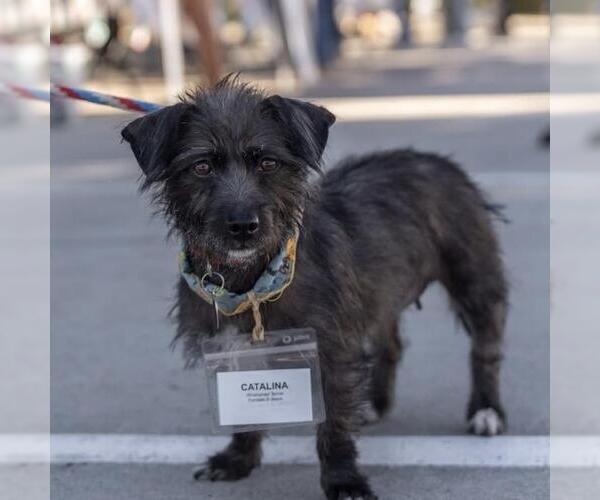 Medium Photo #5 Mutt Puppy For Sale in San Diego, CA, USA