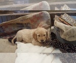 Small Photo #3 Golden Retriever Puppy For Sale in BLUFFTON, IN, USA