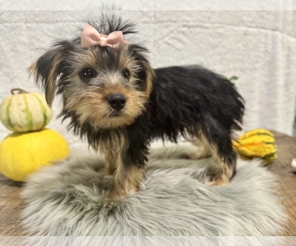 Medium Photo #3 Yorkshire Terrier Puppy For Sale in NAPPANEE, IN, USA