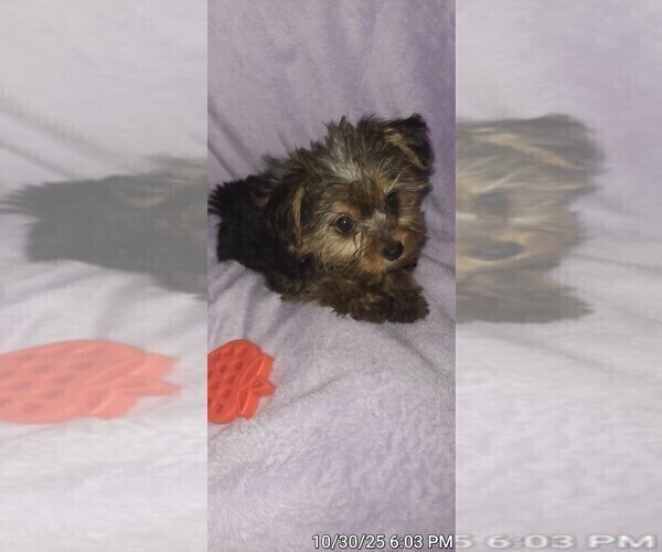 Medium Photo #13 Yorkshire Terrier Puppy For Sale in AKRON, OH, USA