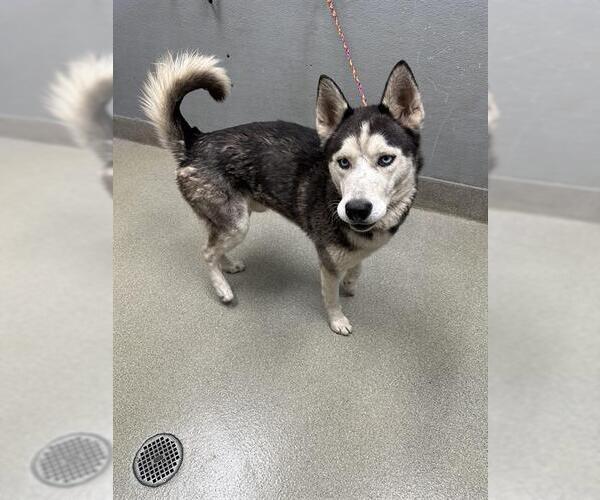 Medium Photo #1 Siberian Husky-Unknown Mix Puppy For Sale in Las Vegas, NV, USA