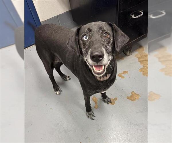 Medium Photo #1 Labrador Retriever-Siberian Husky Mix Puppy For Sale in Peoria, IL, USA