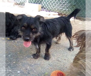 Poodle (Miniature)-Unknown Mix Dogs for adoption in Apple Valley, CA, USA