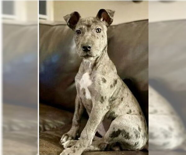 Medium Photo #1 American Pit Bull Terrier-Great Dane Mix Puppy For Sale in Huntersville, NC, USA