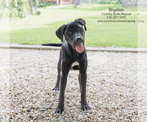 Rhythm - Male Retriever -Unknown Mix Dog for Adoption - Photo #4