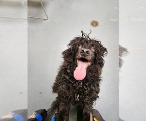 Cocker Spaniel-Poodle (Miniature) Mix Dogs for adoption in Denver, CO, USA