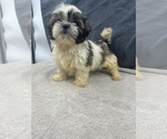 Small Photo #25 Shih Tzu Puppy For Sale in SAINT AUGUSTINE, FL, USA