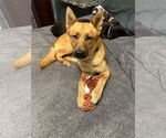 Small #1 German Shepherd Dog Mix