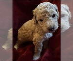 Small #1 Goldendoodle mix (+ Poodle Miniature)