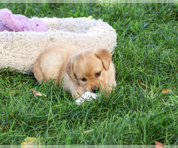 Medium Photo #3 Golden Labrador Puppy For Sale in SYRACUSE, IN, USA
