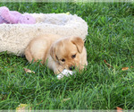 Bridget - Female Golden Labrador Puppy for Sale - Photo #3