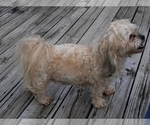 Small Photo #1 Zuchon Puppy For Sale in MONMOUTH, IL, USA
