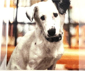 Juniper - Female Australian Shepherd-Unknown Mix Dog for Adoption - Photo #2
