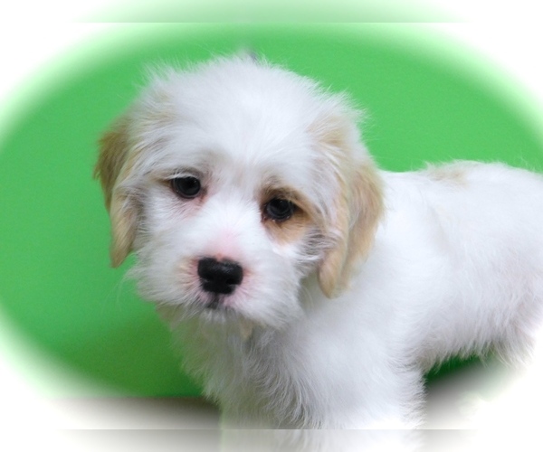 Medium Photo #1 Ratshi Terrier Puppy For Sale in HAMMOND, IN, USA