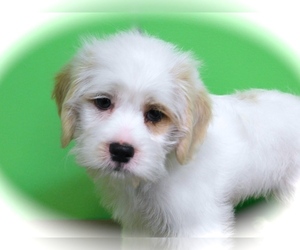 Ratshi Terrier Puppy for sale in HAMMOND, IN, USA