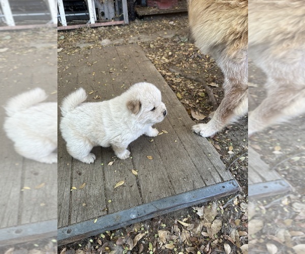 Medium Photo #5 Chow Chow Puppy For Sale in FONTANA, CA, USA